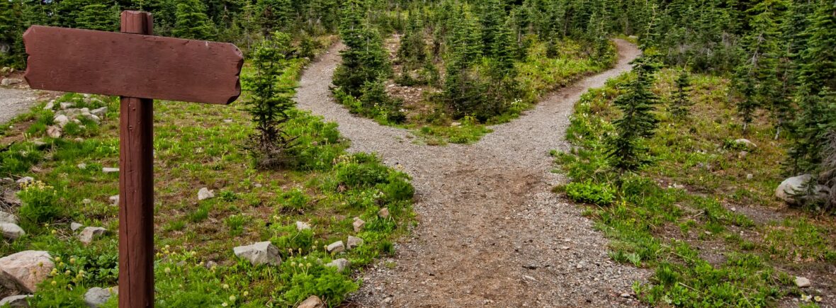 photo of pathway surrounded by fir trees