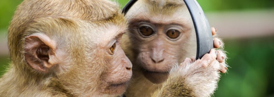 closeup photo of primate