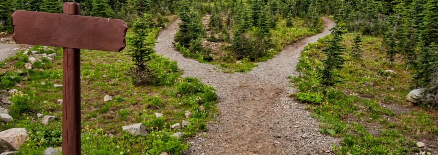 photo of pathway surrounded by fir trees