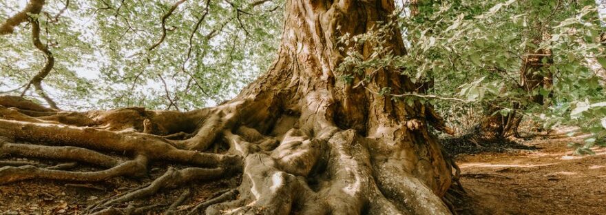 photo of old tree