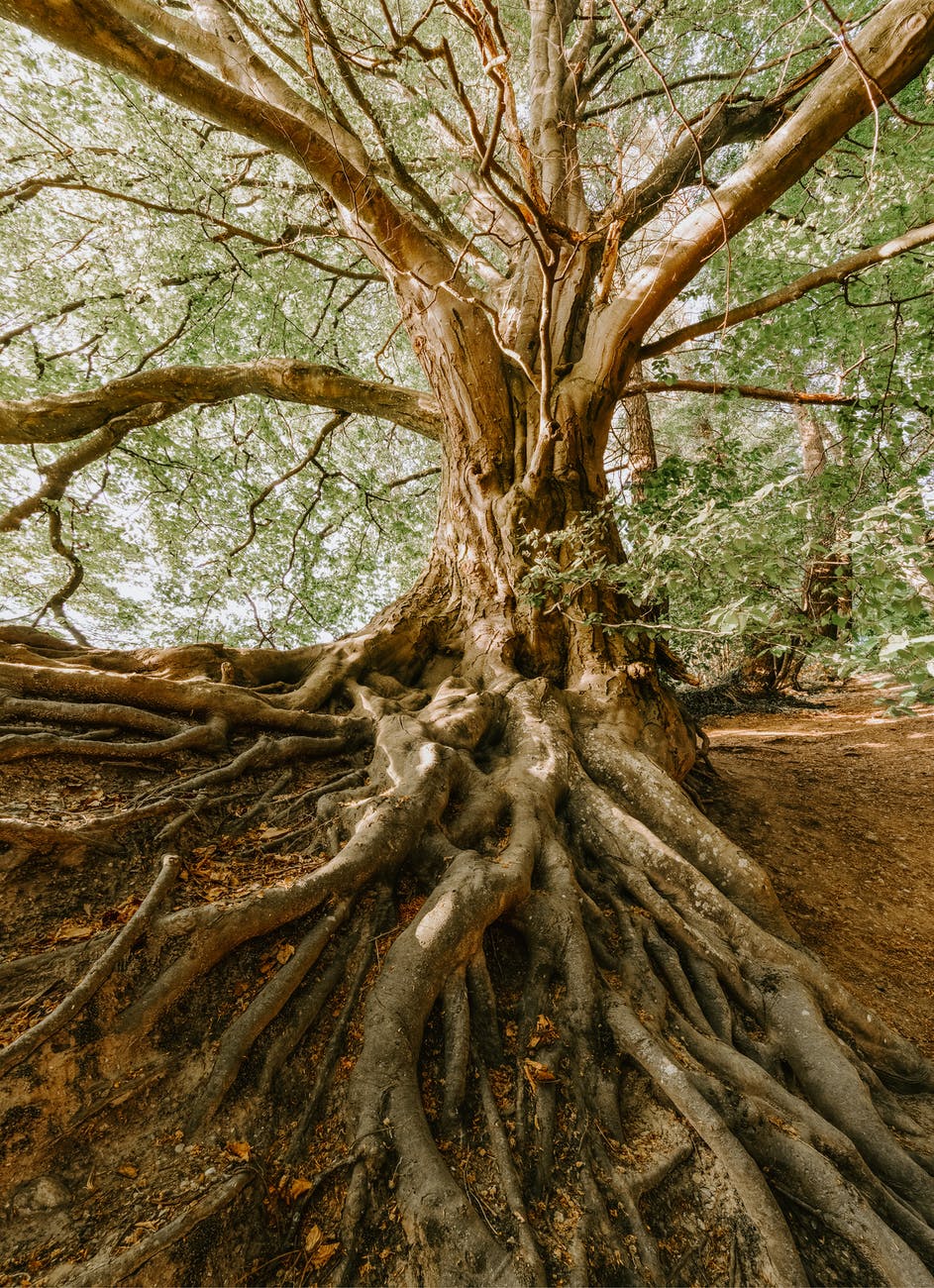 photo of old tree
