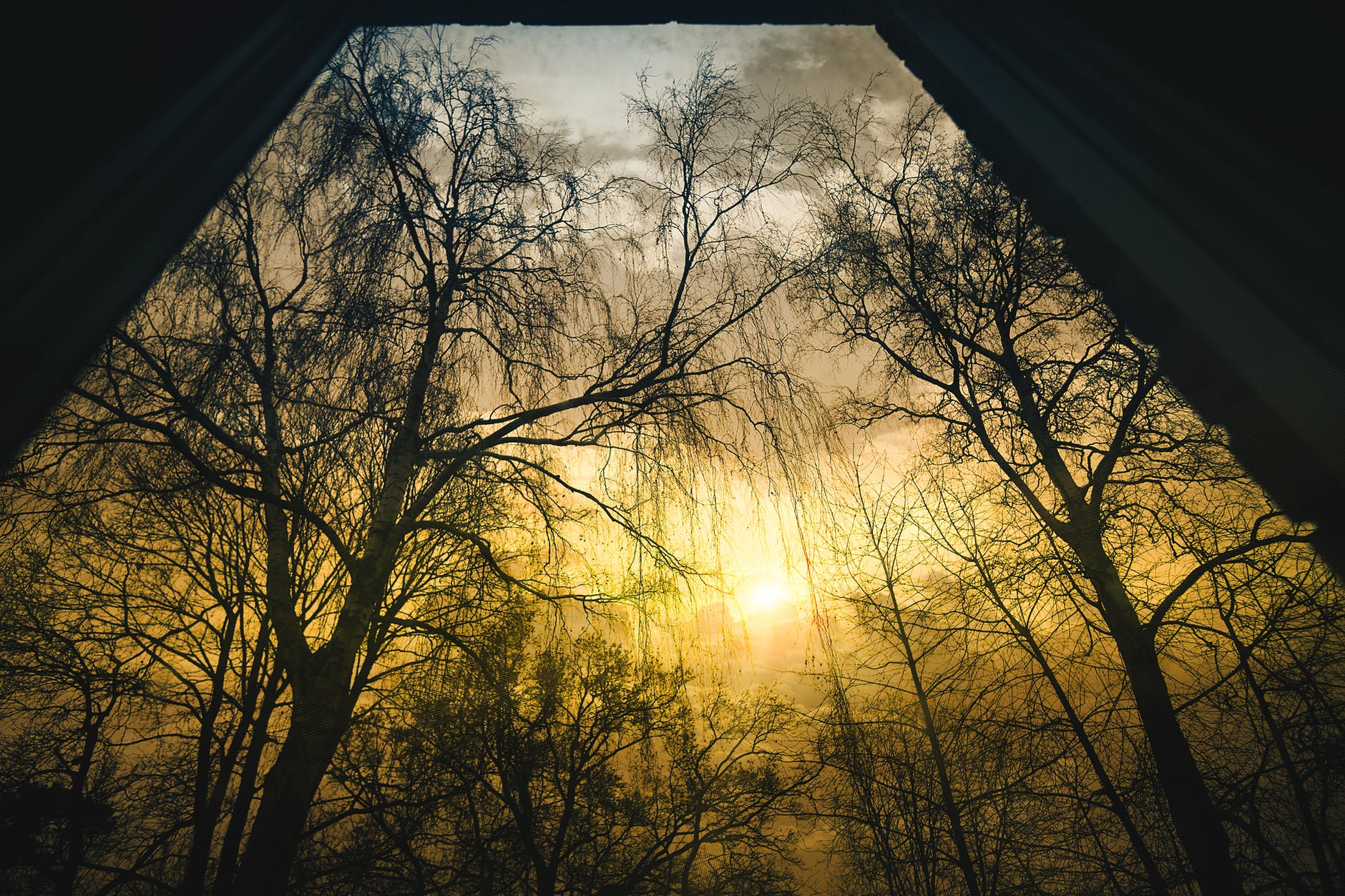 black branches dawn drama