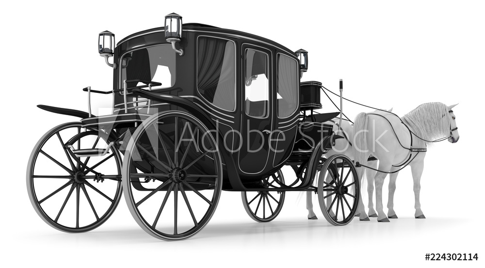 Pair of white horses pulled into a carriage