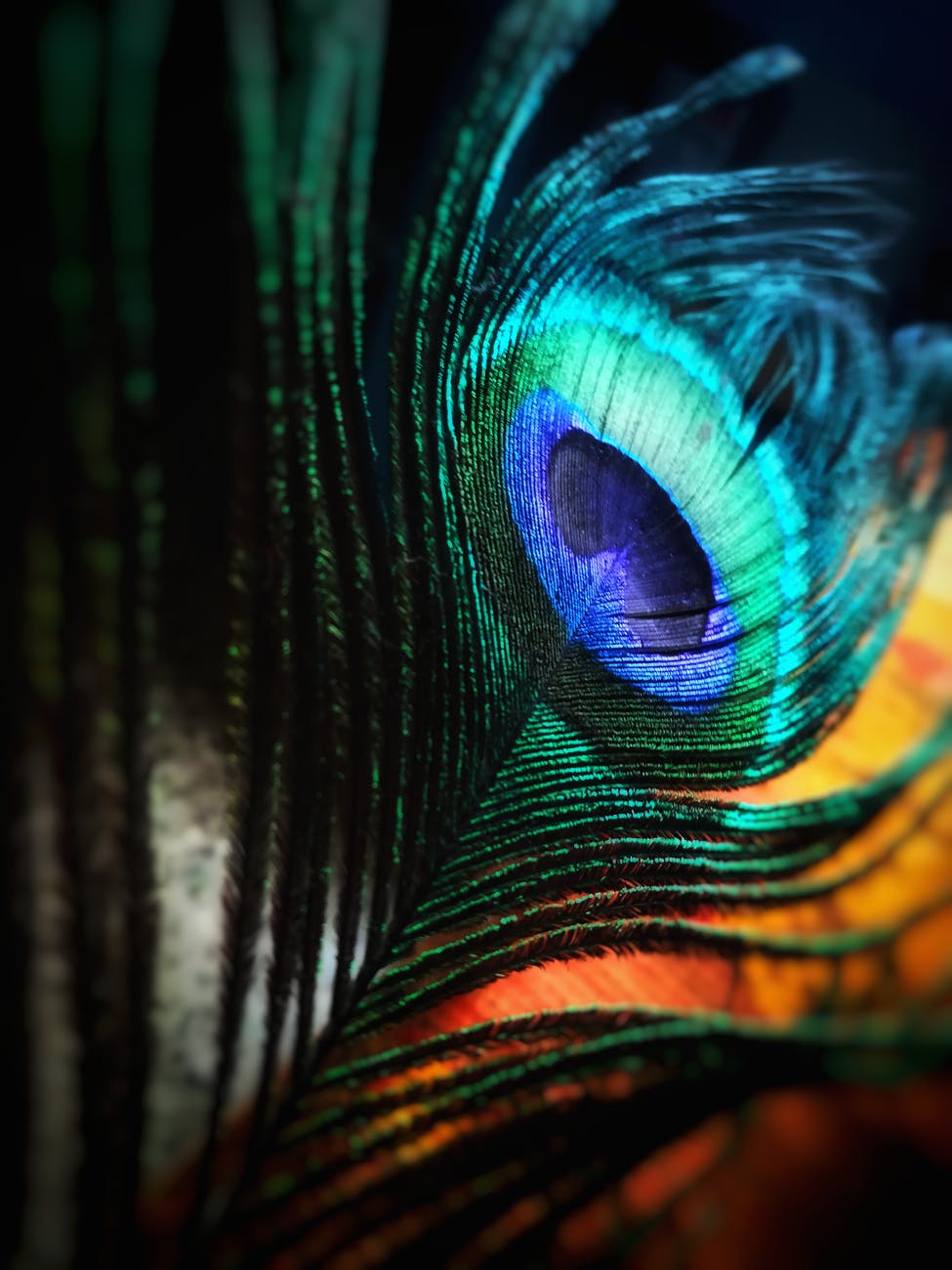 green and blue peacock feather