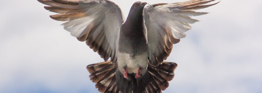 flight pigeon twig