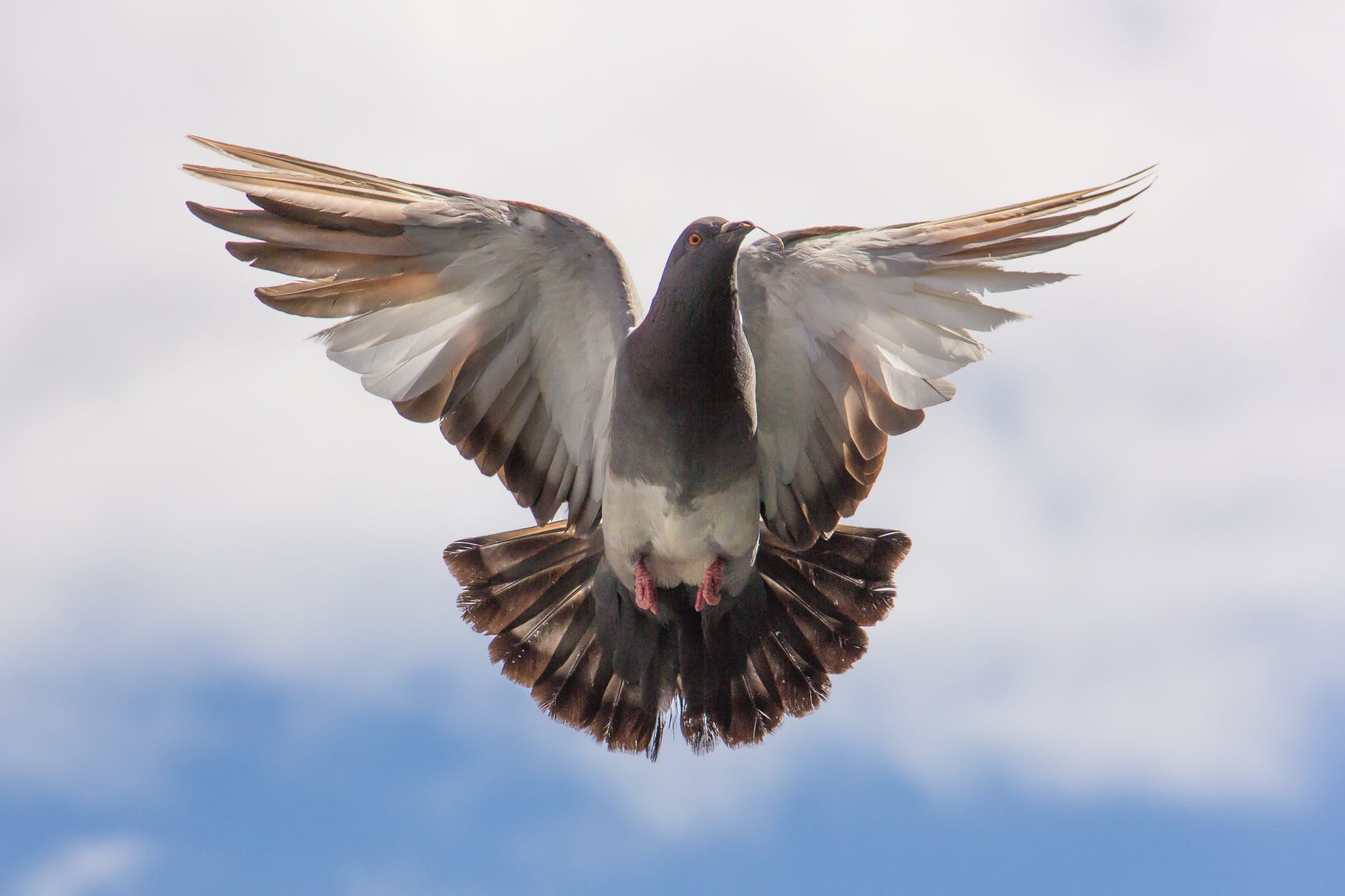 flight pigeon twig