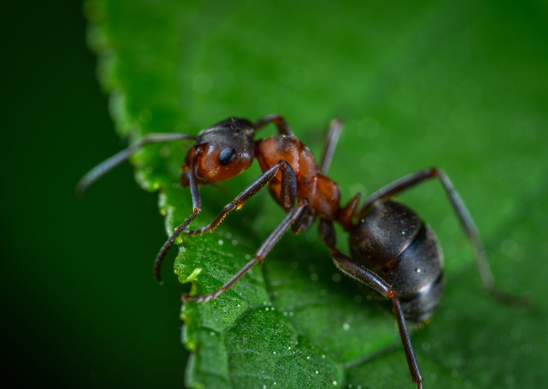 close up photography of red ant on green leaf