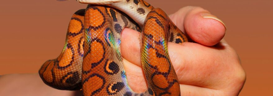 person holding red and black snake