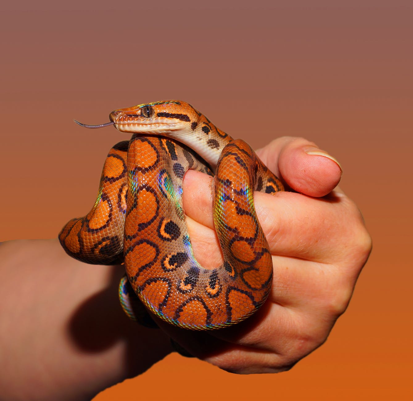 person holding red and black snake