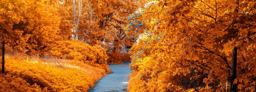 photo of path in between woods during autumn