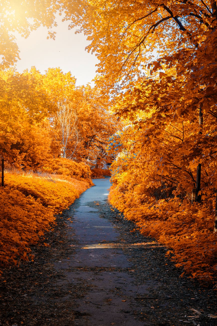 photo of path in between woods during autumn