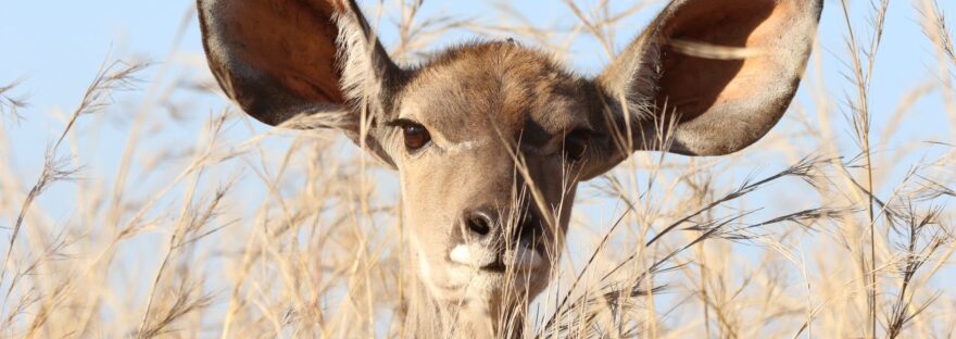 deer behind grass