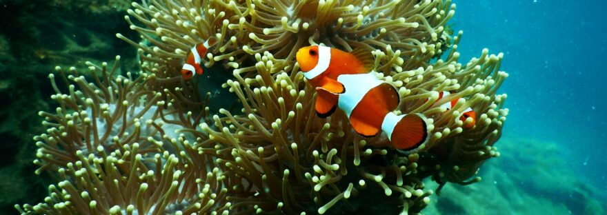 clownfish near coral reef