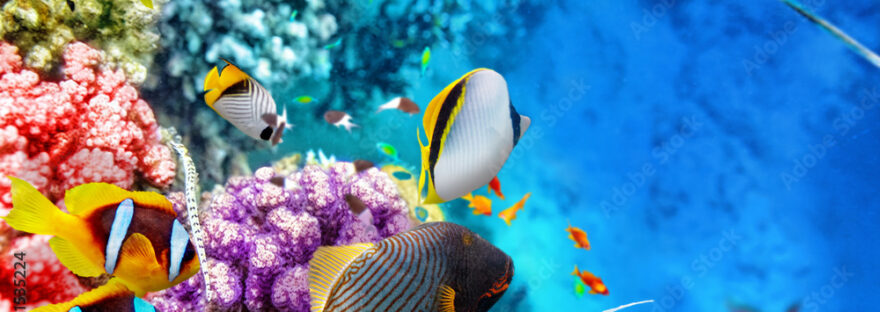 Underwater world with corals and tropical fish.